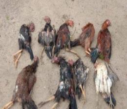 Ilustrasi ratusan ayam mati mendadak di Riau (foto/int)
